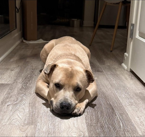 Simba