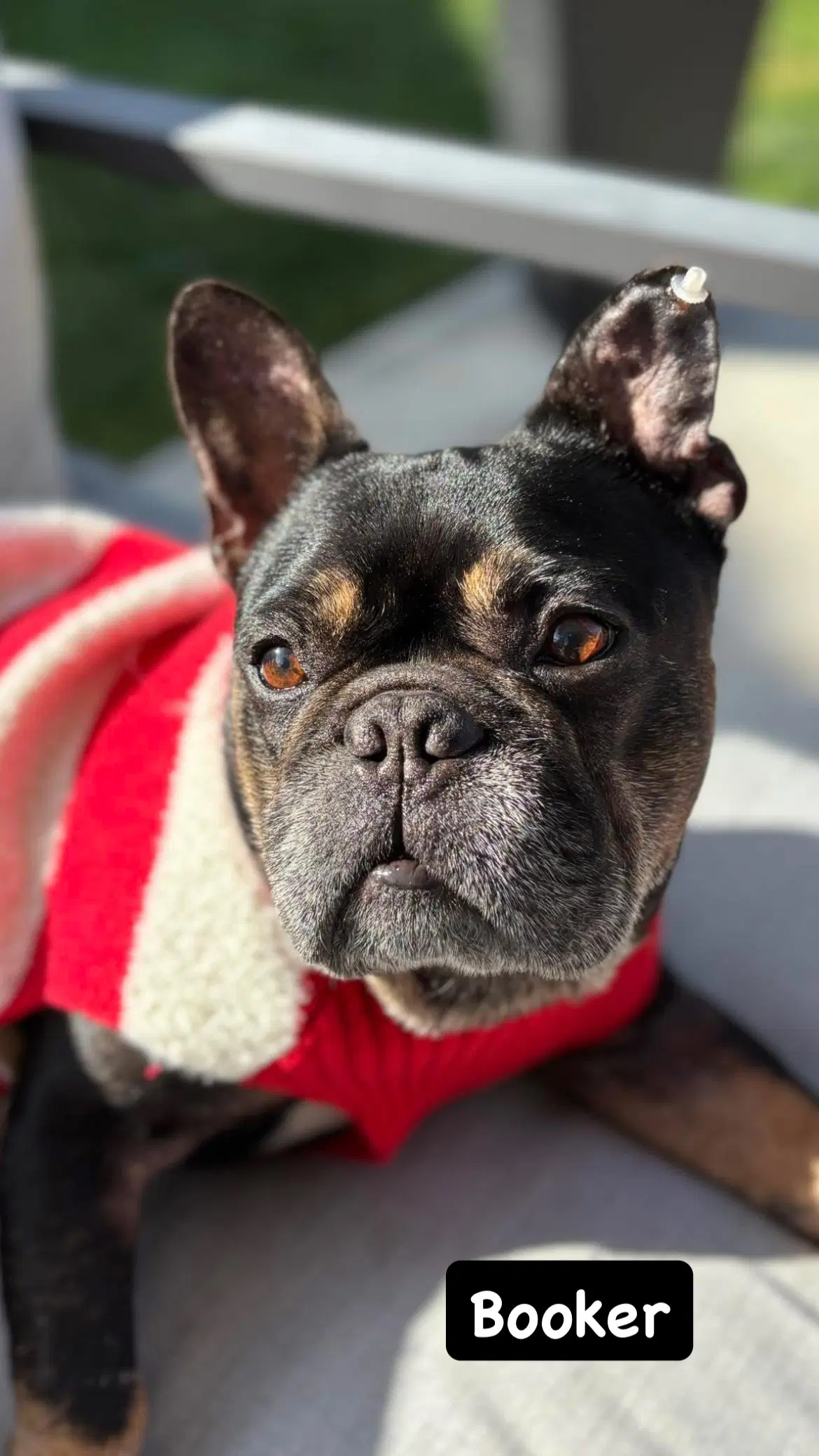 Booker - French Bulldog