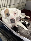 Lilly AKA Mama Queen
