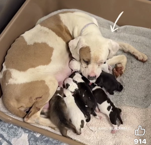Lilly AKA Mama Queen