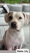 Lilly AKA Mama Queen