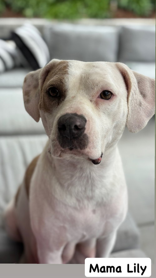 Lilly AKA Mama Queen, an adoptable American Staffordshire Terrier in San Diego, CA