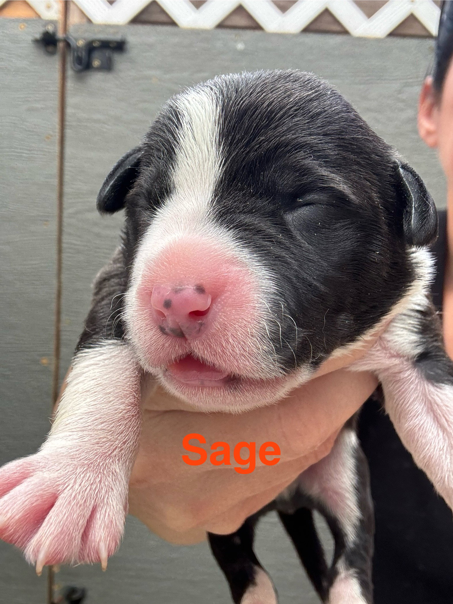 Lilly’s Flowers - Sage (M)