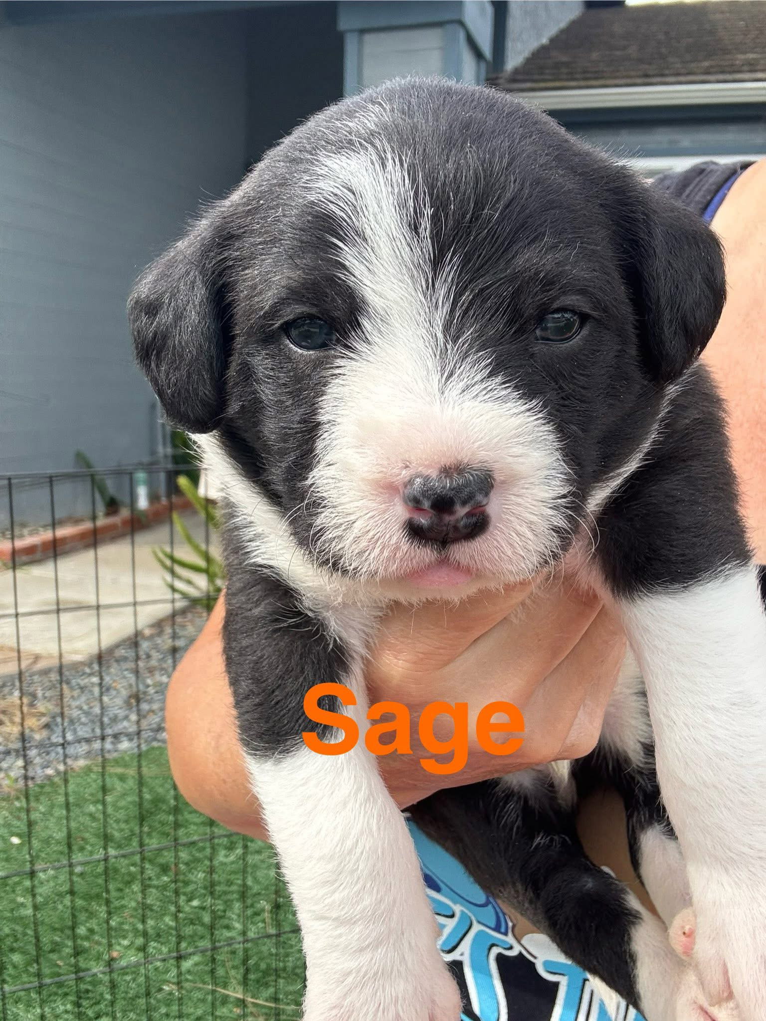 Lilly’s Flowers - Sage (M) Image