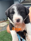 Lilly’s Flowers - Sage (M)