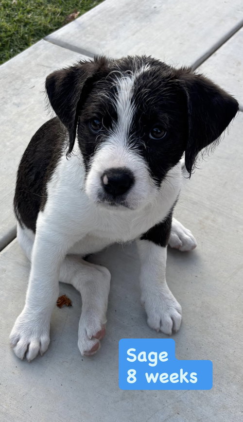 Lilly’s Flowers - Sage (M), an adoptable American Staffordshire Terrier in San Diego, CA