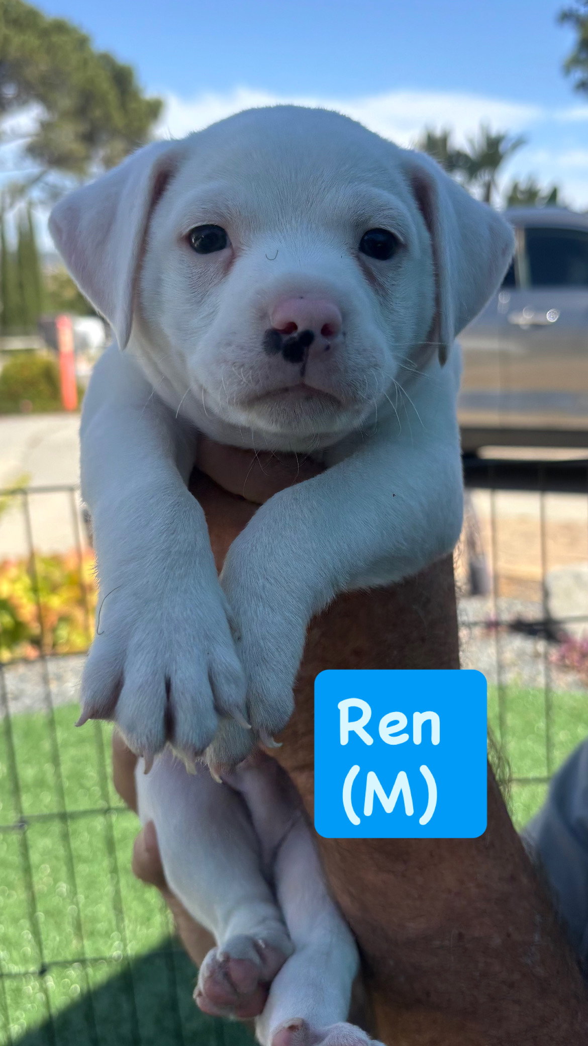 Lilly’s Flowers - Ren (M)