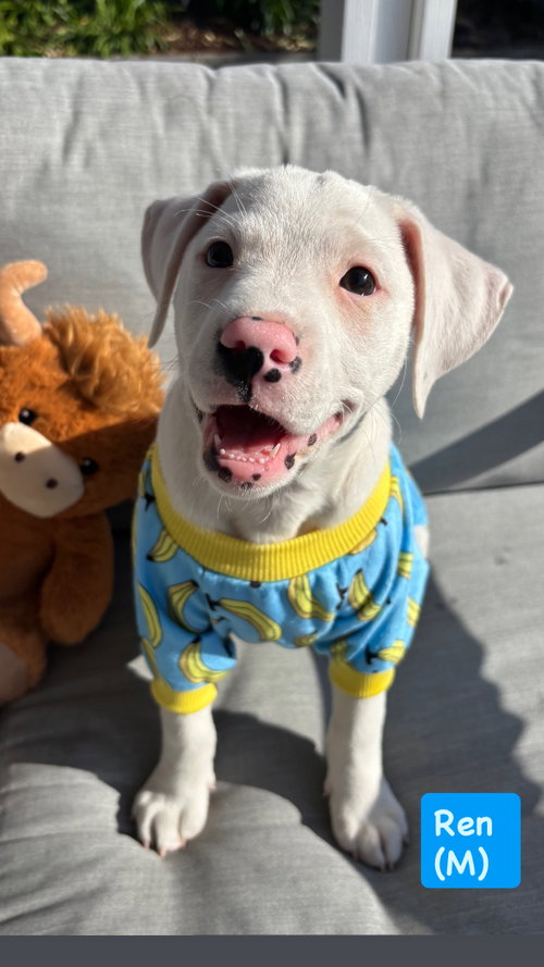 Lilly’s Flowers - Ren (M), an adoptable American Staffordshire Terrier in San Diego, CA