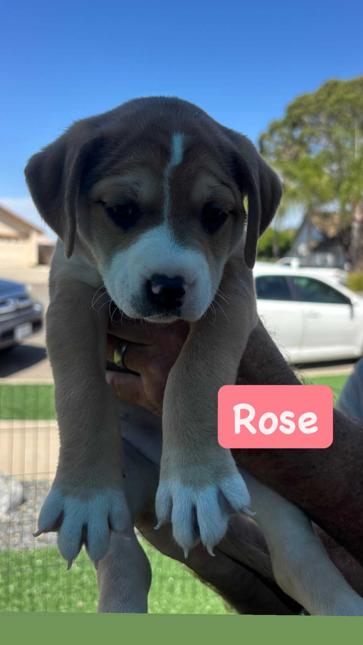 Lilly’s Flowers - Rose