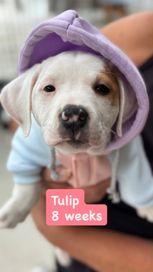 Lilly’s Flowers - Tulip, an adoptable American Staffordshire Terrier in San Diego, CA