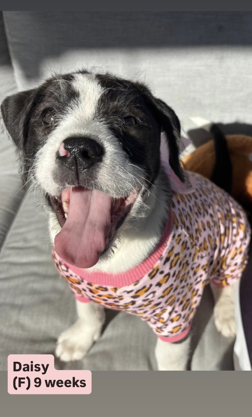 Lilly’s Flowers - Daisy, an adoptable American Staffordshire Terrier in San Diego, CA