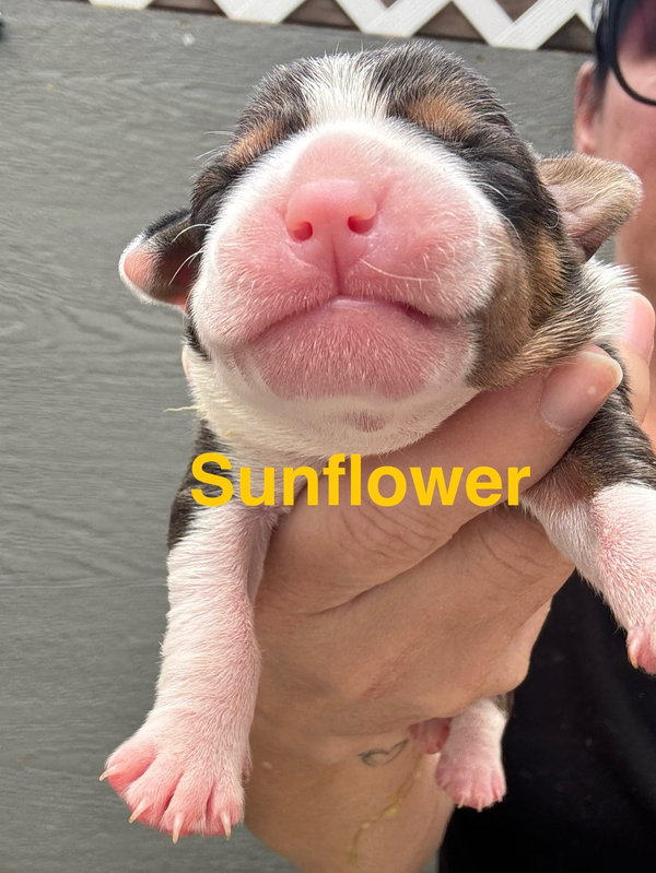 Lilly’s Flowers - Sunflower