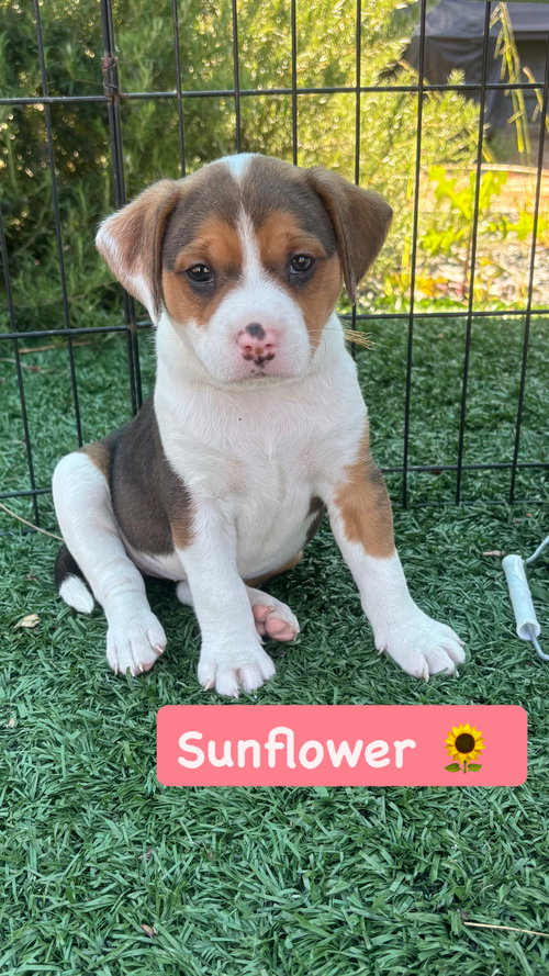 Lilly’s Flowers - Sunflower, an adoptable American Staffordshire Terrier in San Diego, CA