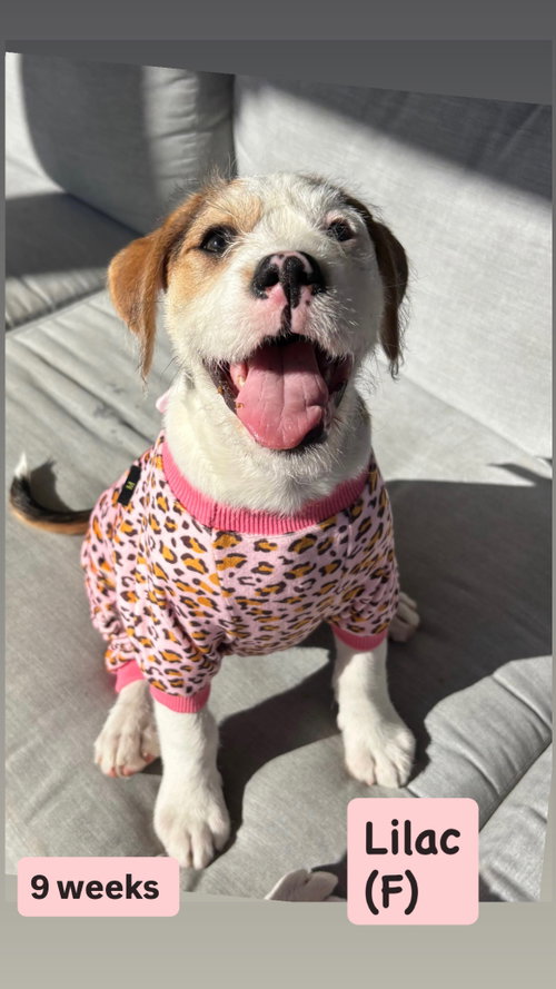 Lilly’s Flowers - Lilac, an adoptable American Staffordshire Terrier in San Diego, CA