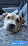 Scout