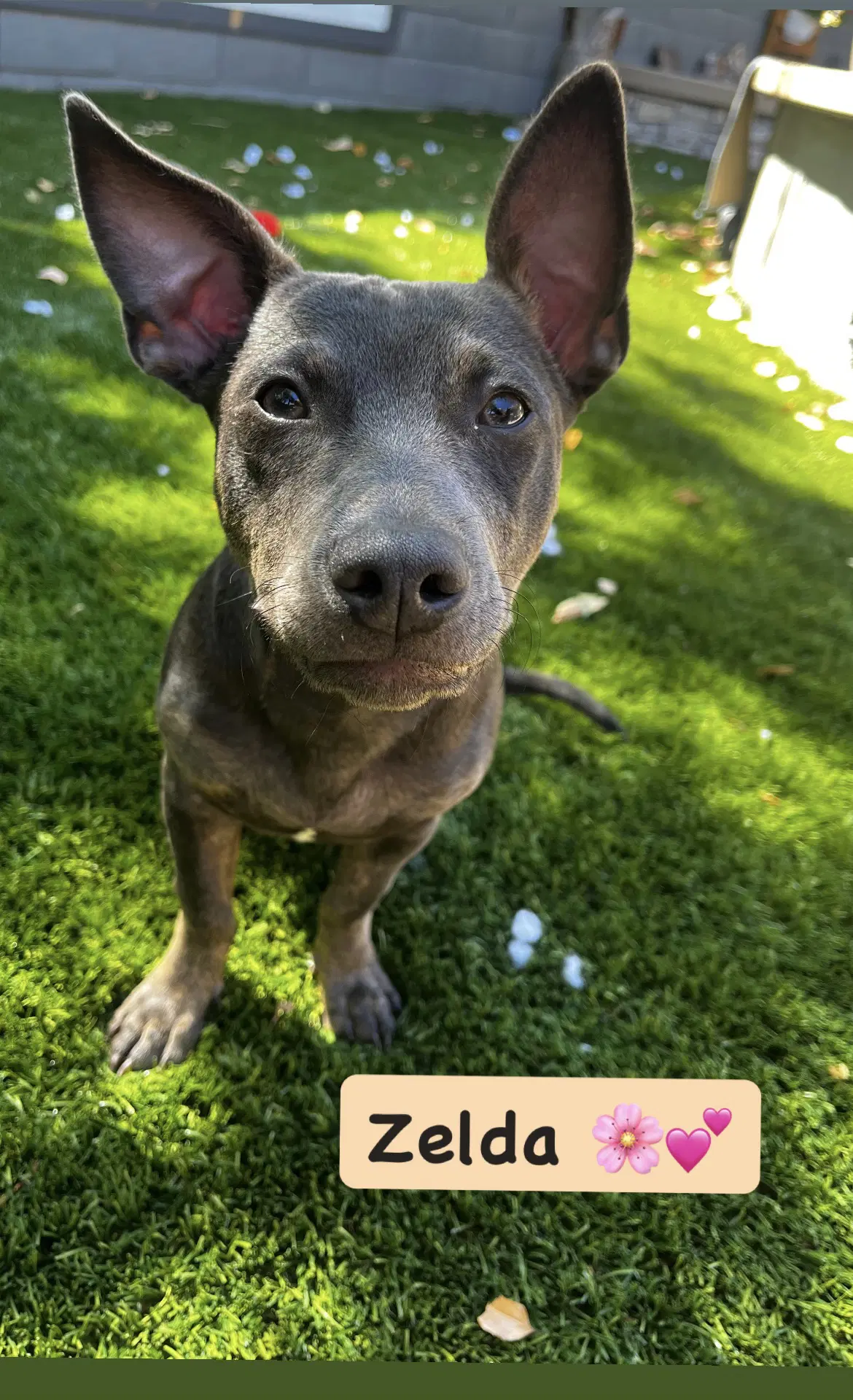 Zelda - American Staffordshire Terrier