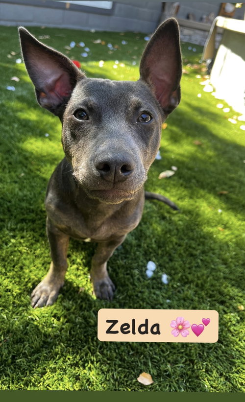 Zelda, an adoptable American Staffordshire Terrier in San Diego, CA