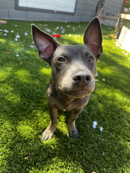 Zelda photo 4