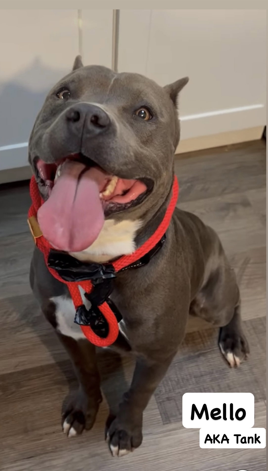 Mello Aka Tank