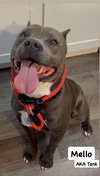 Mello Aka Tank