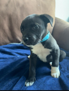 Rascal