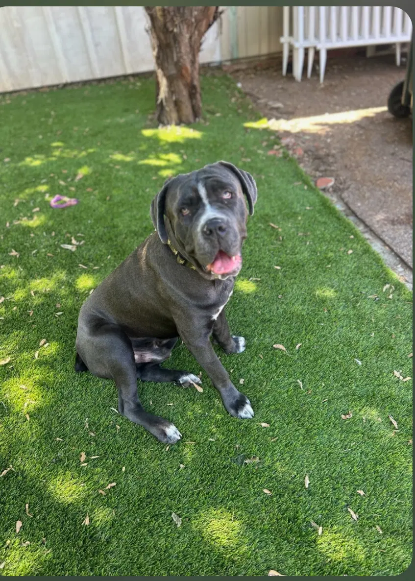 Brody Facilitated Adoption - Mastiff