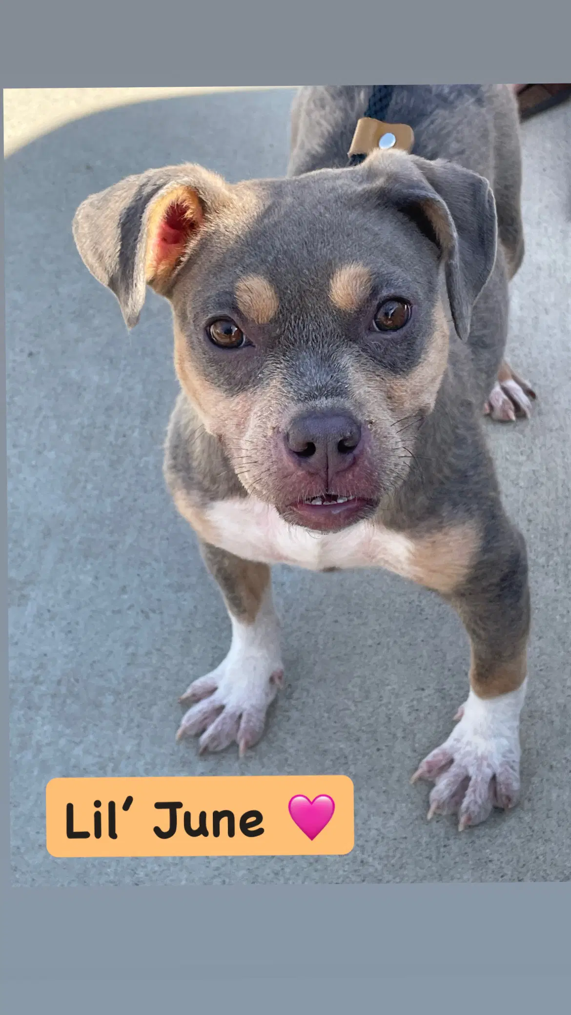 June - American Staffordshire Terrier