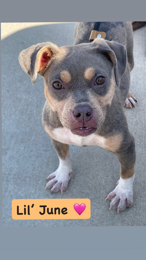 June, an adoptable American Staffordshire Terrier in San Diego, CA