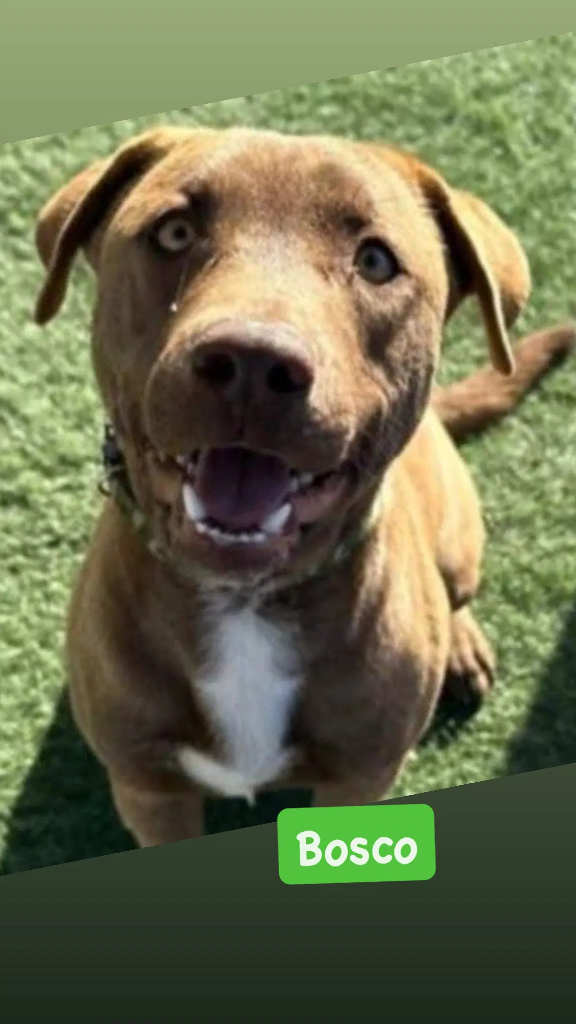 Bosco - American Staffordshire Terrier