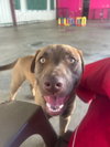 Bosco