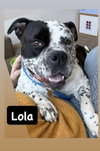 Lola