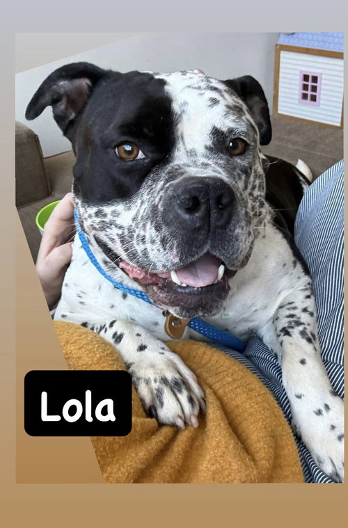 Lola, an adoptable American Staffordshire Terrier in San Diego, CA