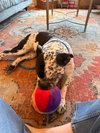 Lola