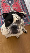 Lola