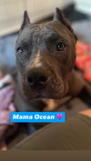 Ocean