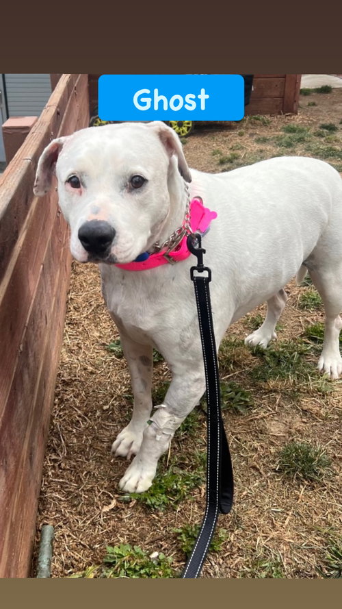 Ghost, an adoptable American Staffordshire Terrier in San Diego, CA