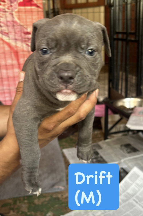 Ocean’s Coastal Crew - Drift, an adoptable American Staffordshire Terrier in San Diego, CA