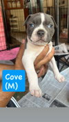 Ocean’s Coastal Crew - Cove