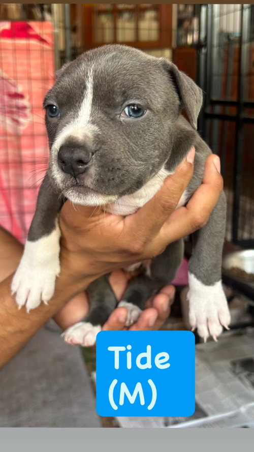 Ocean’s Coastal Crew - Tide, an adoptable American Staffordshire Terrier in San Diego, CA