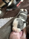 Ocean’s Coastal Crew - Reef