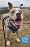Canelo - *Courtesy Listing*