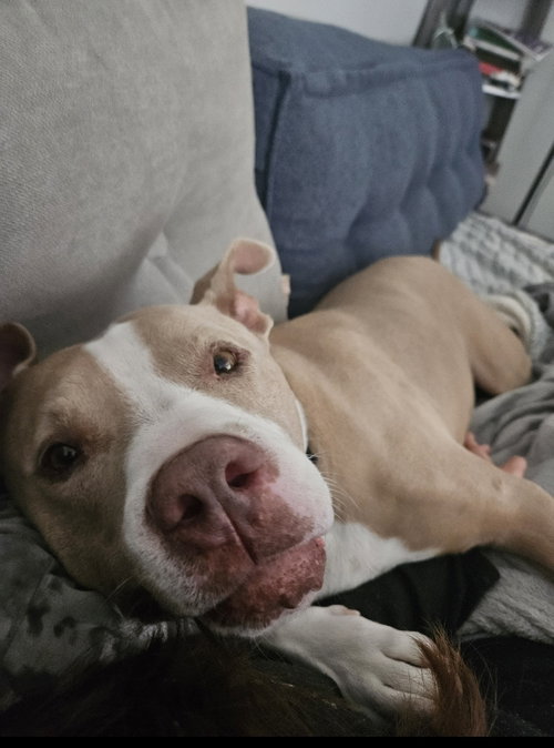 Canelo - *Courtesy Listing photo 5