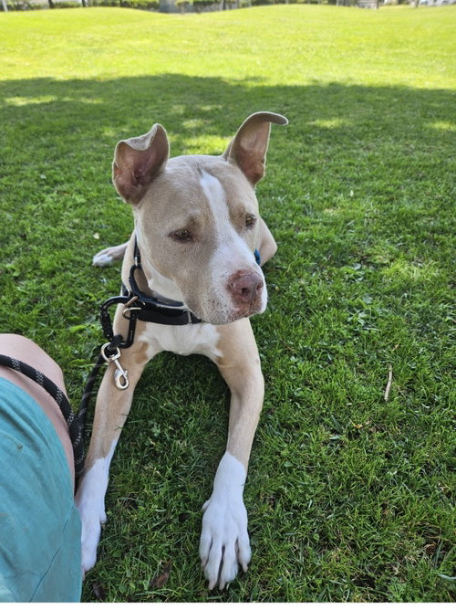Canelo - *Courtesy Listing photo 6