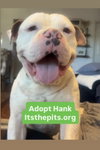 Hank