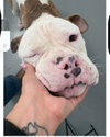 Hank
