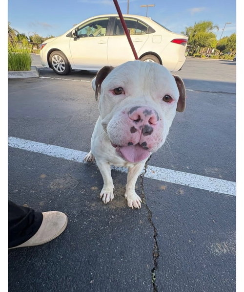 Hank photo 4