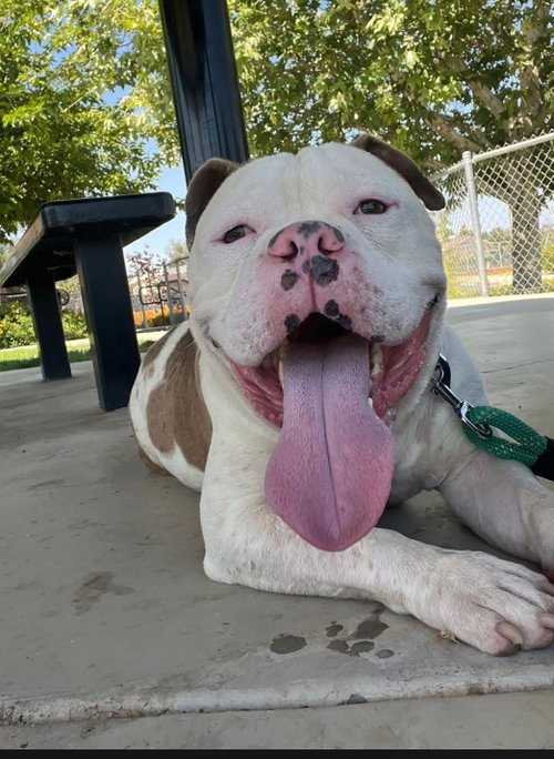 Hank photo 6