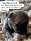 Anne’s Vines - Syrah Petite