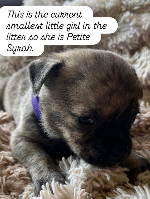 Anne’s vines - Syrah Petite