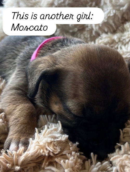 Anne’s vines - Moscato